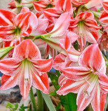 Načíst obrázek do prohlížeče Galerie, Hvězdník (Amaryllis) - "Fairytale"