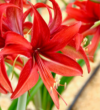 Načíst obrázek do prohlížeče Galerie, Hvězdník (Amaryllis) - "Bogota®", 1ks