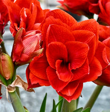 Načíst obrázek do prohlížeče Galerie, Hvězdník (Amaryllis) - "Cherry Nymph"®, 1ks