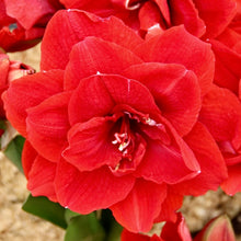 Načíst obrázek do prohlížeče Galerie, Hvězdník (Amaryllis) - "Cherry Nymph"®, 1ks