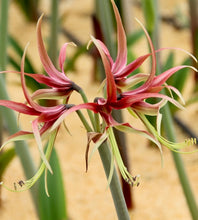 Načíst obrázek do prohlížeče Galerie, Hvězdník (Amaryllis) - "Chico®", 1ks