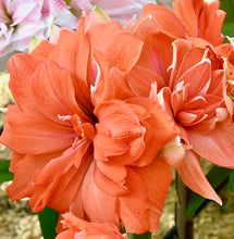 Načíst obrázek do prohlížeče Galerie, Hvězdník (Amaryllis) - "Coral Belle"®, 1ks