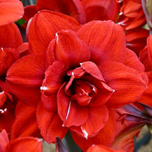Načíst obrázek do prohlížeče Galerie, Hvězdník (Amaryllis) - "Double King", 1ks