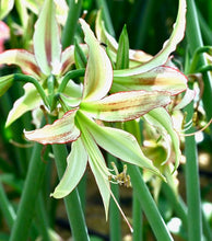 Načíst obrázek do prohlížeče Galerie, Hvězdník (Amaryllis) - "Emerald®", 1ks