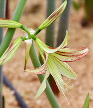 Načíst obrázek do prohlížeče Galerie, Hvězdník (Amaryllis) - "Emerald®", 1ks