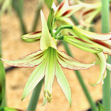 Načíst obrázek do prohlížeče Galerie, Hvězdník (Amaryllis) - "Emerald®", 1ks