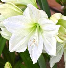 Načíst obrázek do prohlížeče Galerie, Hvězdík (Amaryllis) - 'Lemon Grandise'®, 1ks