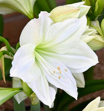 Načíst obrázek do prohlížeče Galerie, Hvězdík (Amaryllis) - 'Lemon Grandise'®, 1ks