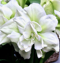 Načíst obrázek do prohlížeče Galerie, Hvězdník (Amaryllis) - "Polar Belle"®