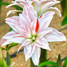 Načíst obrázek do prohlížeče Galerie, Hvězdník (Amaryllis) -"Pretty Amadeus", 1ks