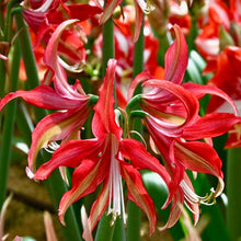 Načíst obrázek do prohlížeče Galerie, Hvězdník (Amaryllis) - "Quito" ®, 1ks