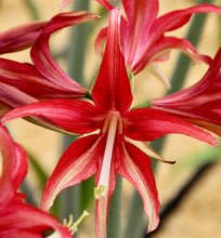 Načíst obrázek do prohlížeče Galerie, Hvězdník (Amaryllis) - "Quito" ®, 1ks