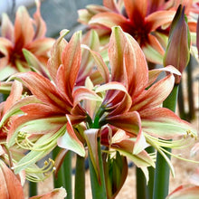 Načíst obrázek do prohlížeče Galerie, Hvězdník(Amaryllis) - "Wild Amazone"®, 1ks