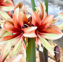 Načíst obrázek do prohlížeče Galerie, Hvězdník(Amaryllis) - "Wild Amazone"®, 1ks