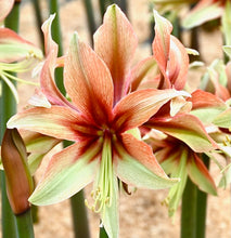 Načíst obrázek do prohlížeče Galerie, Hvězdník(Amaryllis) - "Wild Amazone"®, 1ks