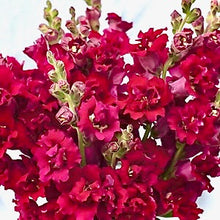 Načíst obrázek do prohlížeče Galerie, Hledík větší - "Madame Butterfly", Red