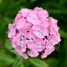 Načíst obrázek do prohlížeče Galerie, Hvozdík bradatý - "F1 Sweet", Pink