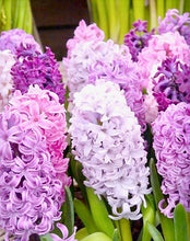 Načíst obrázek do prohlížeče Galerie, Hyacint - "Crushed Berries Mix", 6ks