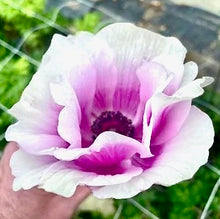 Načíst obrázek do prohlížeče Galerie, Sasanka (Anemone) Cristina - "Bicolor Rosa", 5ks