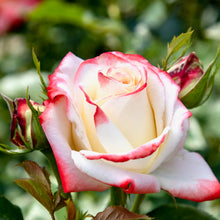 Načíst obrázek do prohlížeče Galerie, Růže - "IMPERATRICE FARAH®, sazenice 1ks