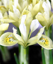 Načíst obrázek do prohlížeče Galerie, Kosatec (Iris) - "Katharine's Gold", 7ks