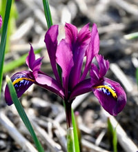 Načíst obrázek do prohlížeče Galerie, Kosatec (Iris) síťkovaný - "Rejoice", 7ks