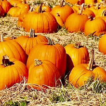 Načíst obrázek do prohlížeče Galerie, Okrasná tykev (obecná) - "Jack O'Lantern"