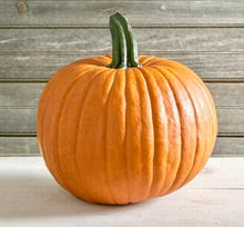 Načíst obrázek do prohlížeče Galerie, Okrasná tykev (obecná) - "Jack O'Lantern"