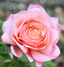 Načíst obrázek do prohlížeče Galerie, Růže - JEAN DE LA FONTAINE® Meiffable, sazenice 1ks