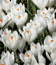 Načíst obrázek do prohlížeče Galerie, Krokus velkokvětý - "Jeanne d'Arc", 10ks