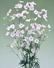 Načíst obrázek do prohlížeče Galerie, Ostrožka grandiflora - "F1, Jenny's Pearl", Pink