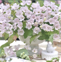 Načíst obrázek do prohlížeče Galerie, Ostrožka grandiflora - "F1, Jenny's Pearl", Pink