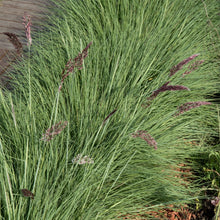 Načíst obrázek do prohlížeče Galerie, Melinis nerviglumis - "Karoo Queen"