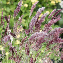 Načíst obrázek do prohlížeče Galerie, Melinis nerviglumis - "Karoo Queen"