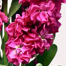 Načíst obrázek do prohlížeče Galerie, Fiala sivá - "Katz", Crimson