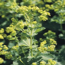 Načíst obrázek do prohlížeče Galerie, Kontryhel měkký - "Thriller"