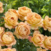 Načíst obrázek do prohlížeče Galerie, Růže - "LADY OF SHALLOT®", sazenice 1ks