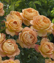 Načíst obrázek do prohlížeče Galerie, Růže - "LADY OF SHALLOT®", sazenice 1ks