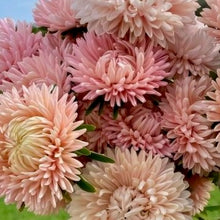 Načíst obrázek do prohlížeče Galerie, Astra čínská - "Lady Coral", Chamois