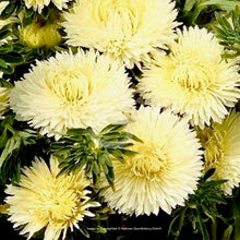 Načíst obrázek do prohlížeče Galerie, Astra čínská - "Lady Coral", Yellow