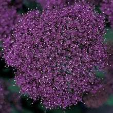 Načíst obrázek do prohlížeče Galerie, Zvonečkovec modrý - "Lake Michigan", Violet