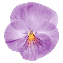 Načíst obrázek do prohlížeče Galerie, Viola - " F1 Inspire", Lavender Pink