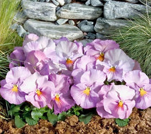 Načíst obrázek do prohlížeče Galerie, Viola - " F1 Inspire", Lavender Pink