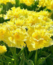 Načíst obrázek do prohlížeče Galerie, Tulipán - "Lemon Shoot", 5ks