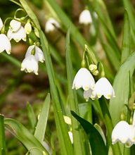 Načíst obrázek do prohlížeče Galerie, Bledule letní, 10ks