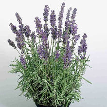 Načíst obrázek do prohlížeče Galerie, Levandule úzkolistá - "Hidcote Blue"