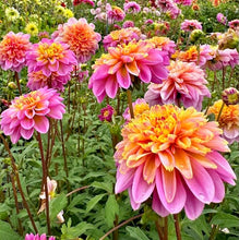 Načíst obrázek do prohlížeče Galerie, Jiřina - "Life Style", 1ks