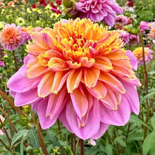 Načíst obrázek do prohlížeče Galerie, Jiřina - "Life Style", 1ks