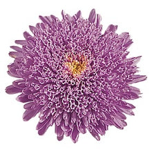 Načíst obrázek do prohlížeče Galerie, Astra čínská - "Standy", Light Blue