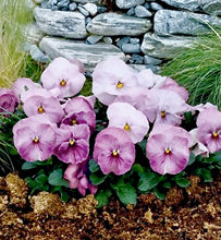 Načíst obrázek do prohlížeče Galerie, Viola - "F1 Inspire", Lilac Shades